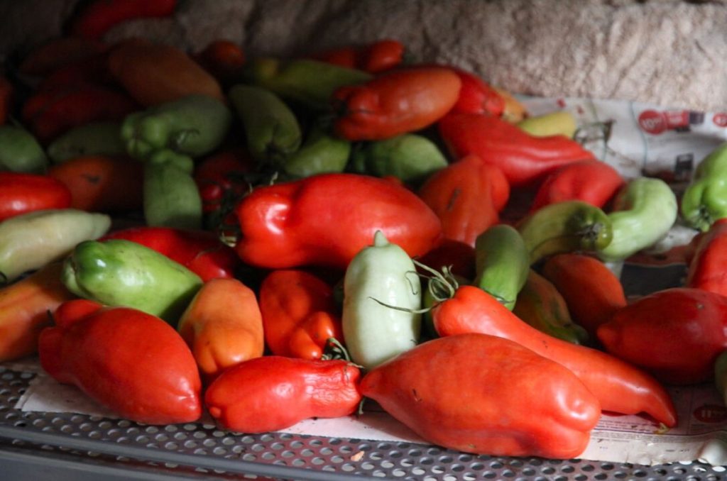 Green and red tomatoes sitting on a newspaper lined shelf.
