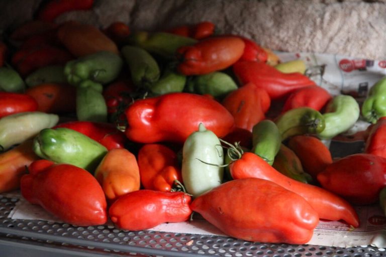 Green and red tomatoes sitting on a newspaper lined shelf.