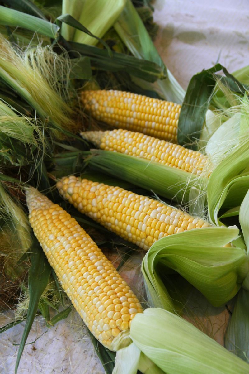 Whole ears of husked corn, with rows and rows of yellow kernels.