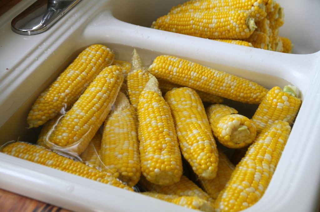 A double kitchen sink with cooling ears of blanched corn and a second sink basin with a pile of draining, cool corn.