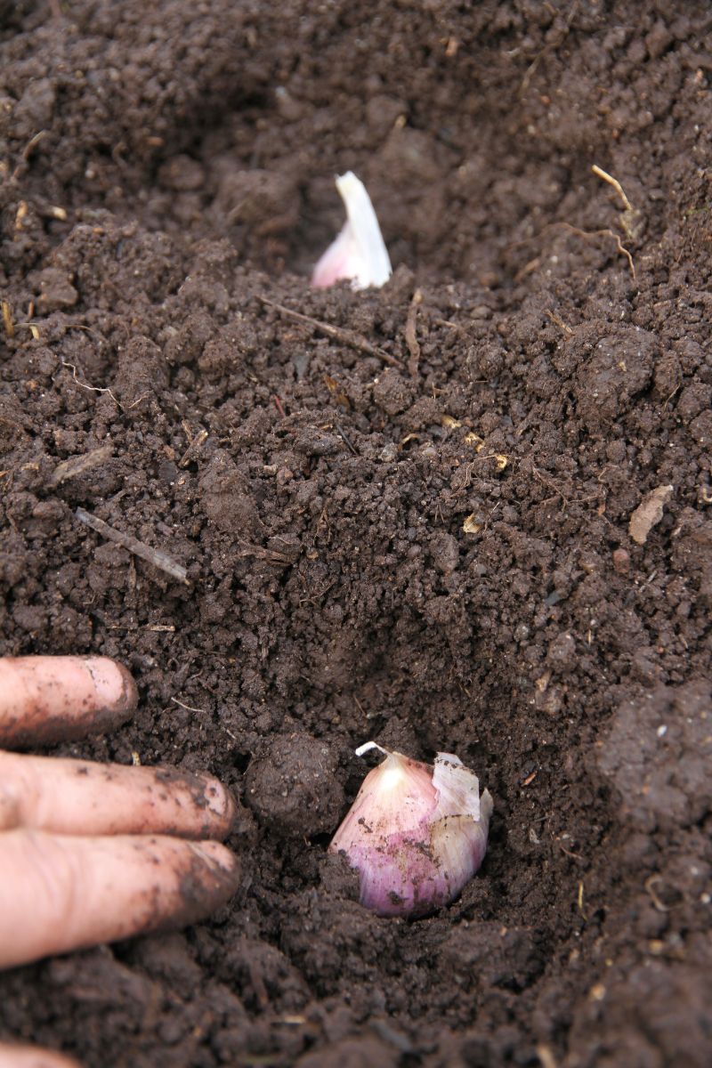 Planting garlic in a 2 inch deep deep hole.