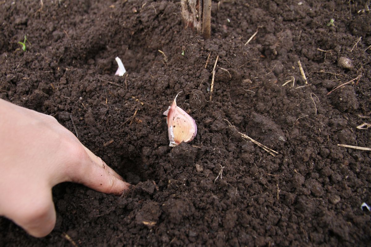 Shoving fingers into the earth to make a 2 inch deep hole for planting garlic cloves