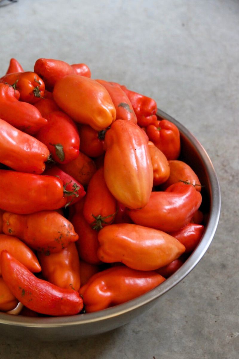 A large tin bowl, filled with tomatoes that ripened indoors.