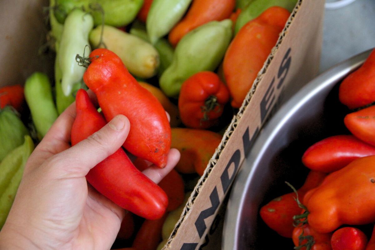 House ripened tomatoes with slightly wrinkled skin.