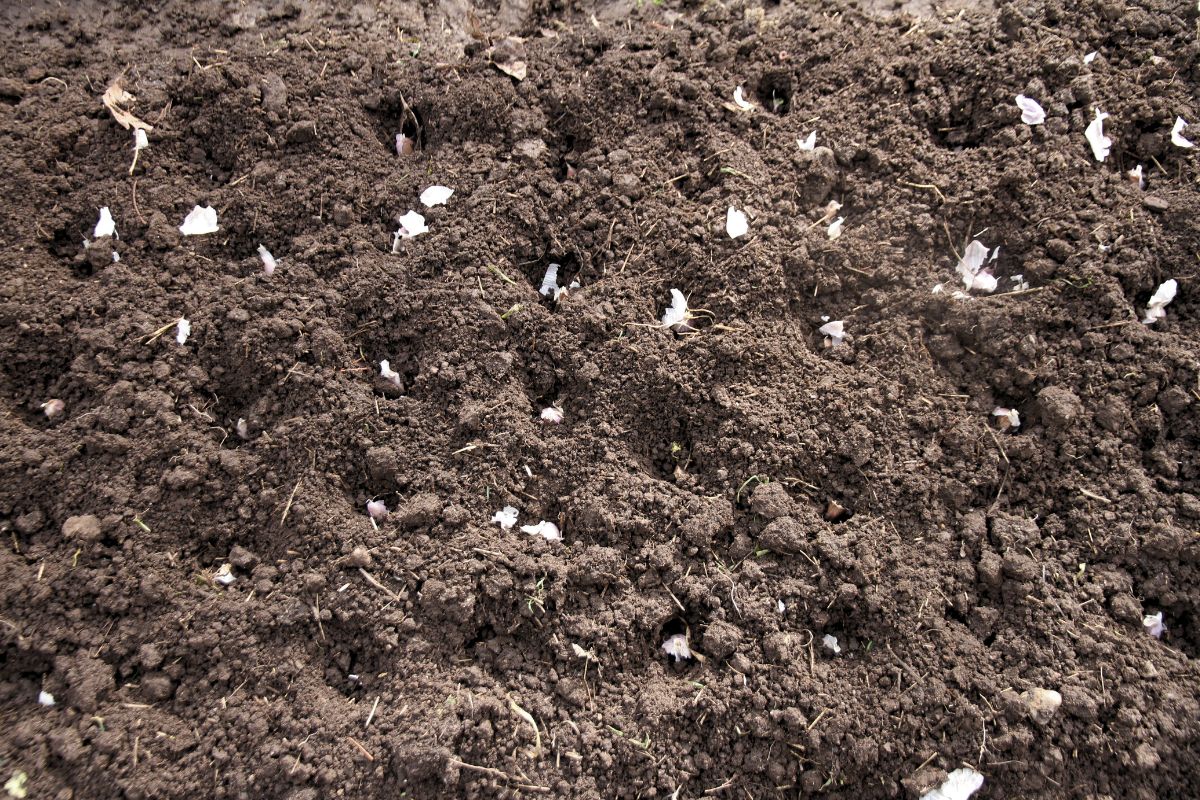 A bed of uncovered planted garlic with cloves still showing, spaced 8 inches apart.
