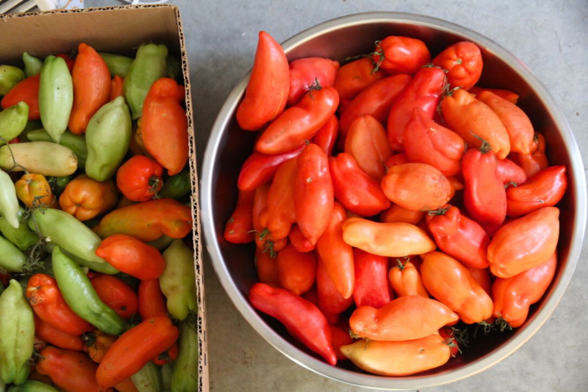 A bowl of red tomatoes sitting by a box of green ripening tomatoes