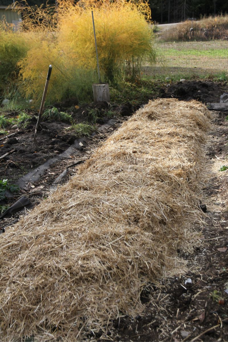 A wide garden bed of planted garlic, mulched with 2 inches of yellow straw.