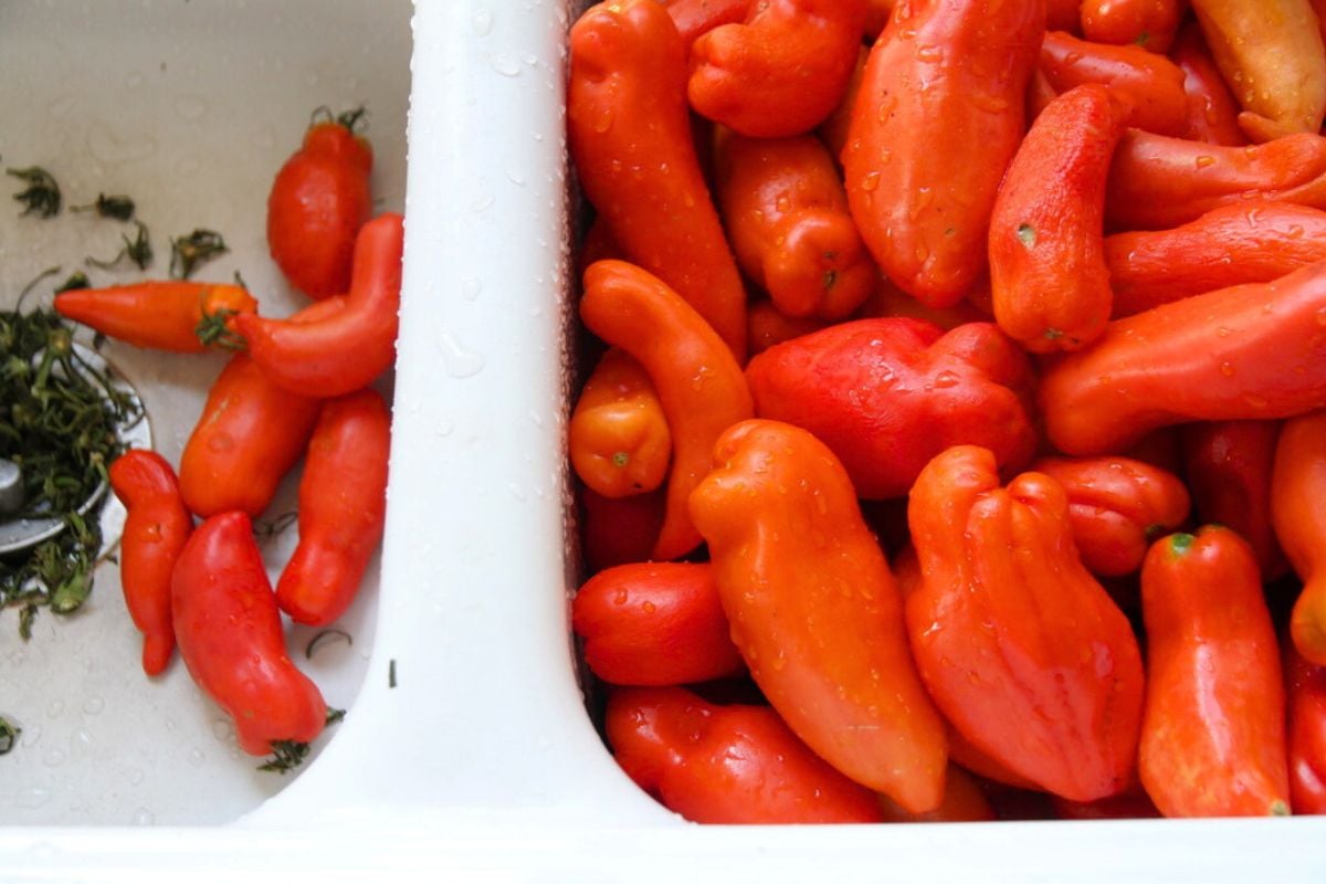 A white sink filled with red tomatoes on one half, with green tomato stems in the other half. 