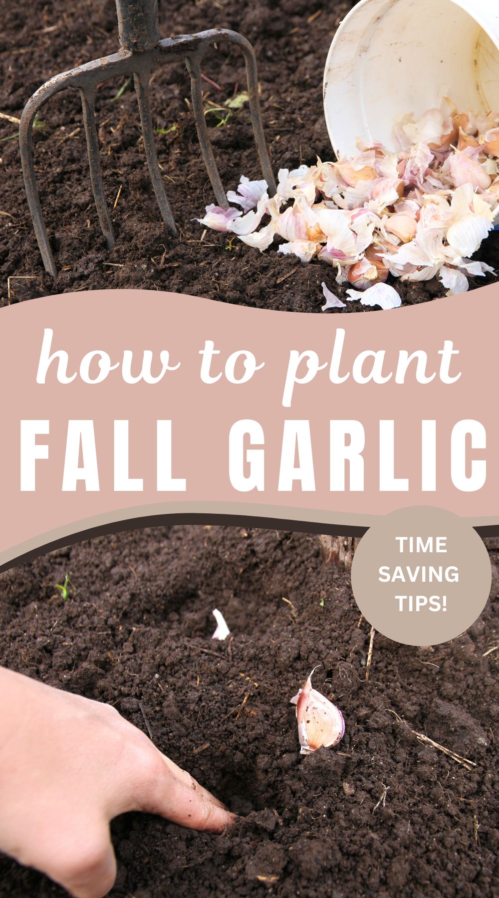 Learn how to divide, plant and mulch garlic in the fall for a low maintenance gardening year!