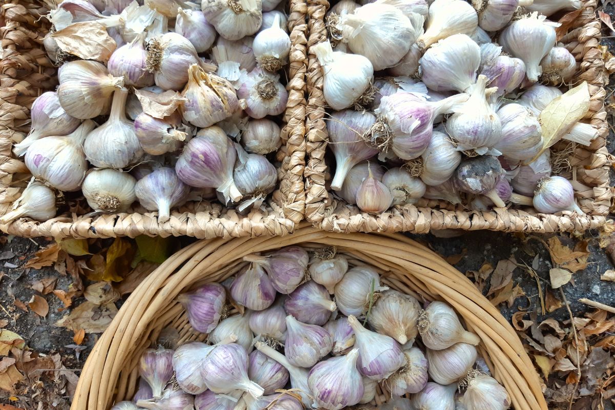 3 baskets of hardneck garlic, ready to be separated and planted.