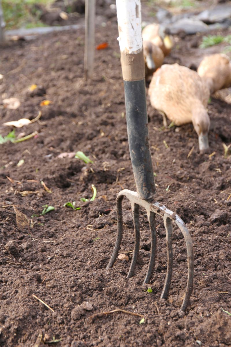 A pitchfork stuck in freshly turned dirt, with ducks feeding on soil in the backgrouond