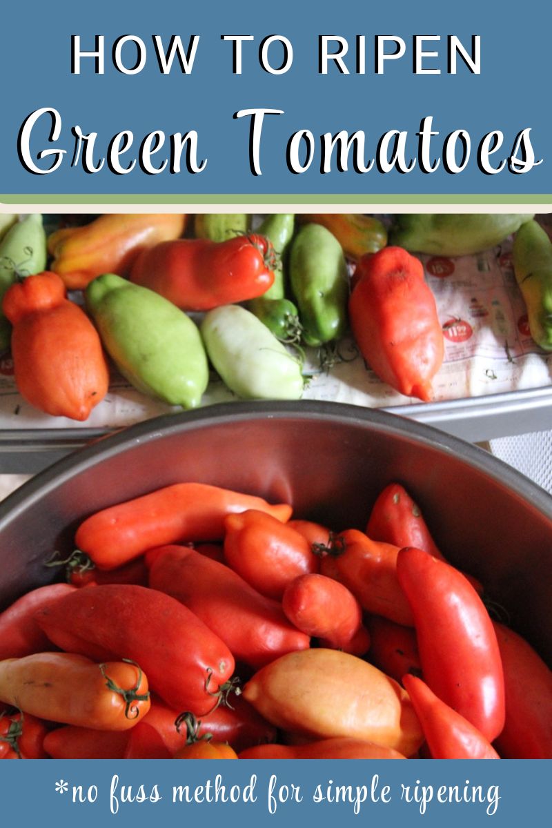 Learn how to ripen piles of green tomatoes inside after the first frost falls.