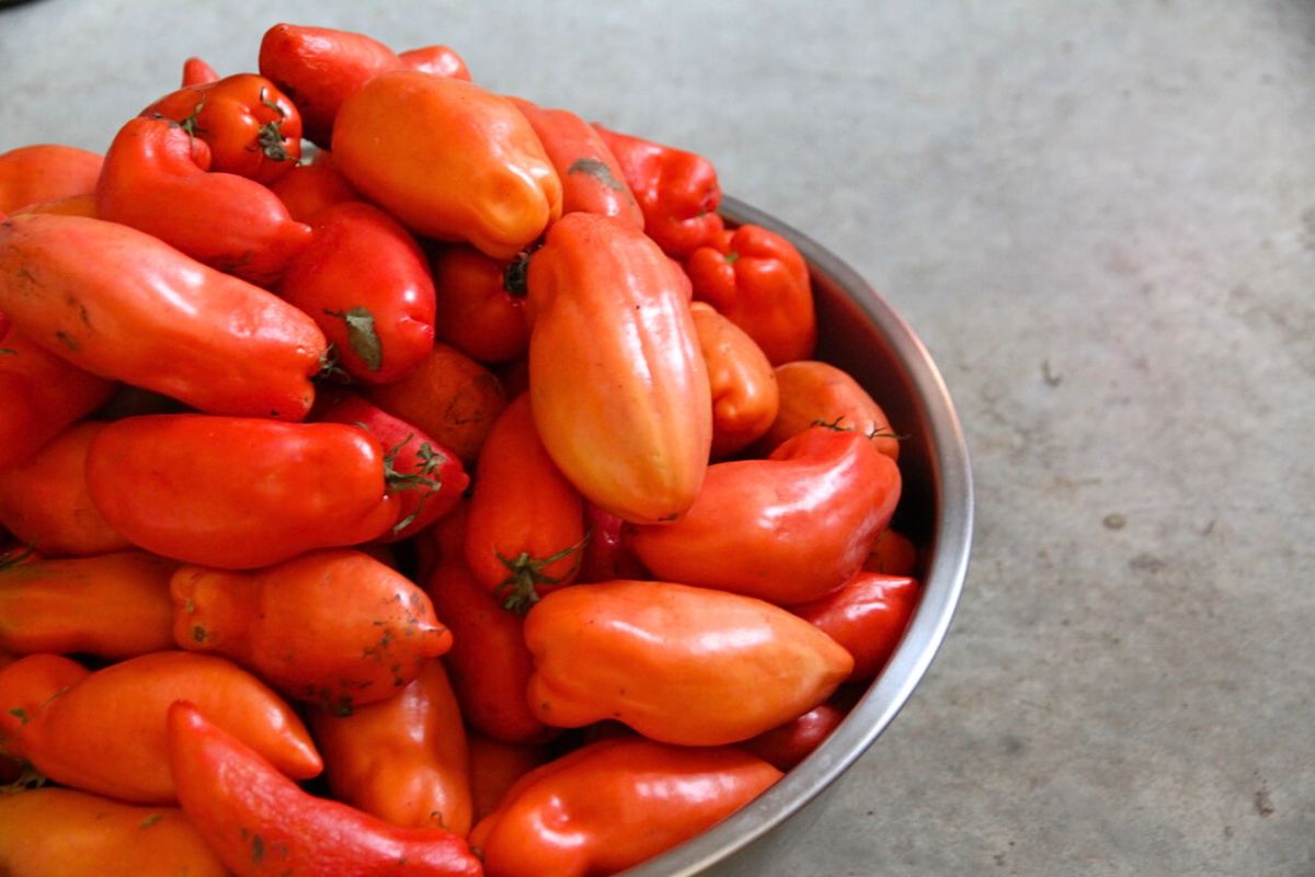 A large tin bowl filled with fresh paste tomatoes from the garden