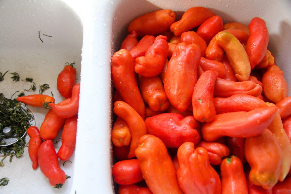 A white sink filled with ripe paste tomatoes that need the green top of the tomato pulled off