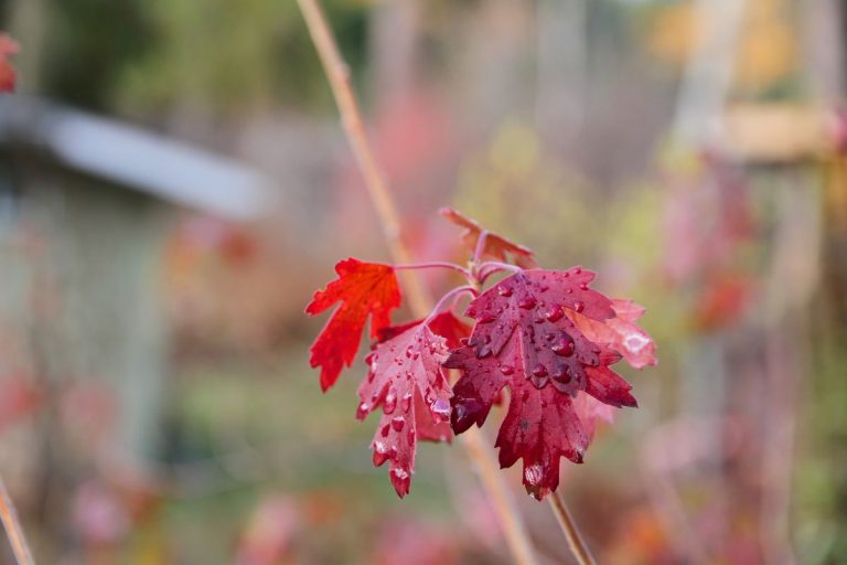 A red cluster of currant leaves clinging to a brown stem