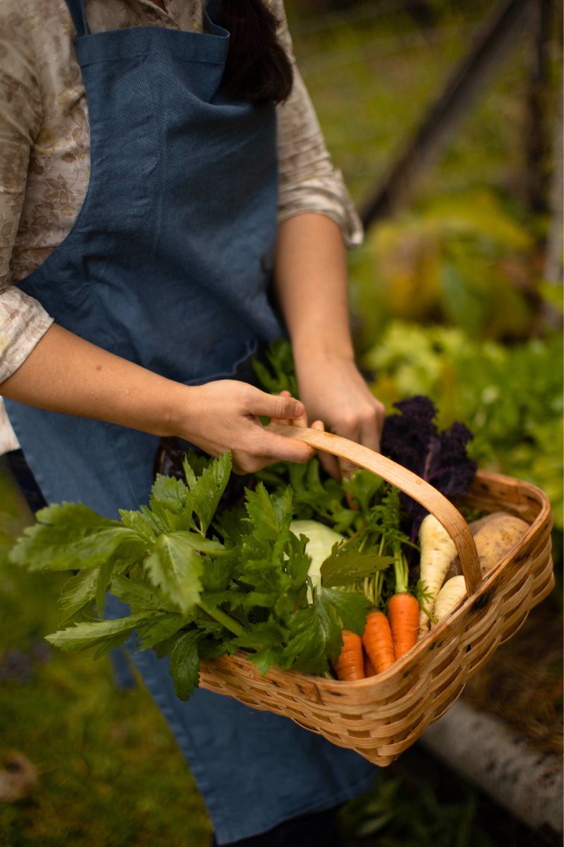 A woman in a blue apron harvesting vegetables into a woven basket.
