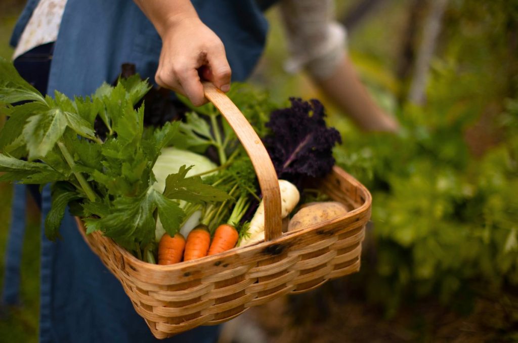 A woman in a blue apron, harvesting vegetables into a woven basket