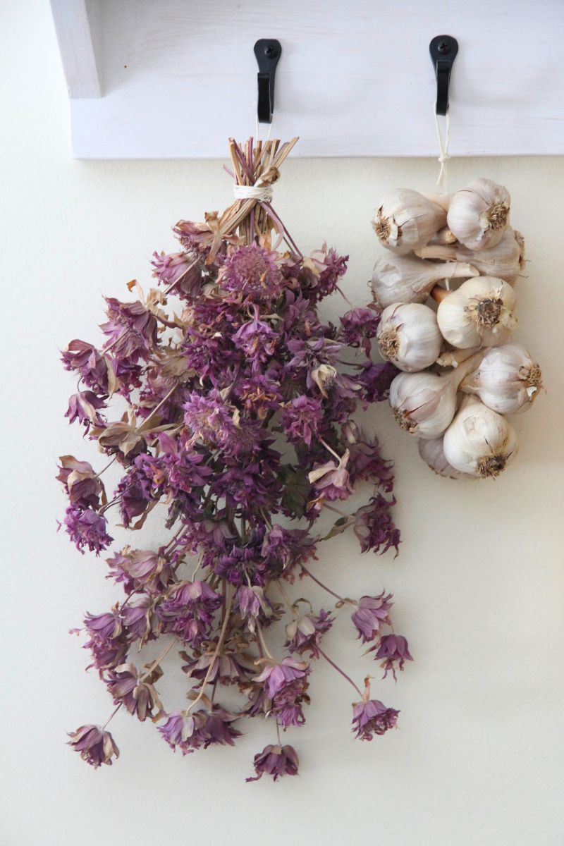 A bundle of dry wild bergamot with fuschia colored flowers hanging beside a string of garlic on an open kitchen wall.