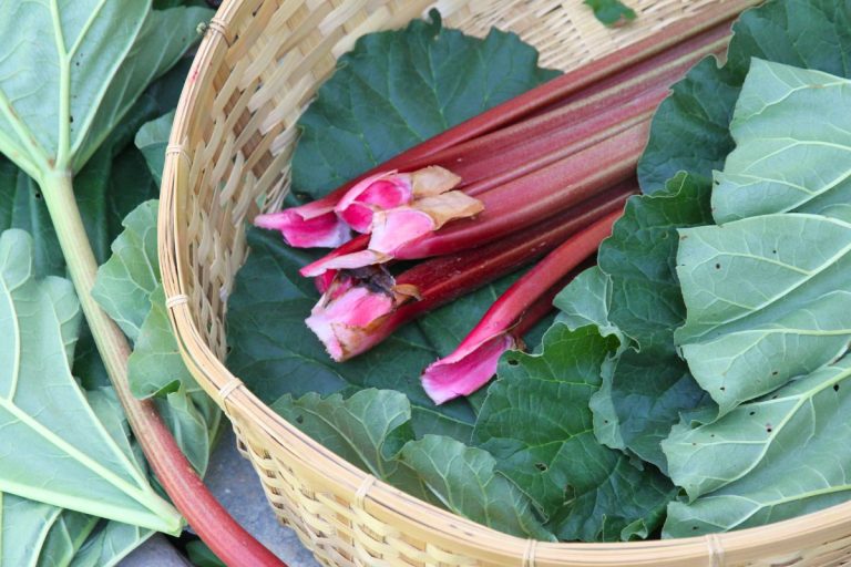 A basket with several fresh red rhubarb stalks for the kitchen.