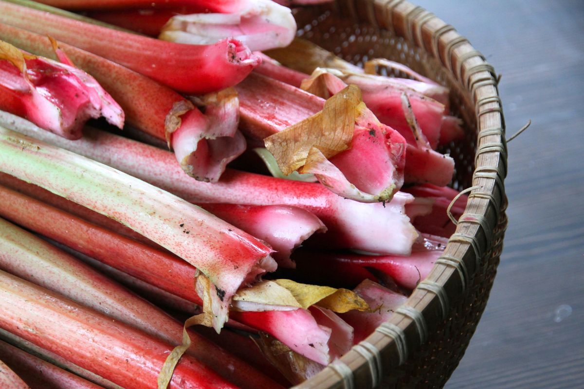 A basket of rhubarb stalks in the kitchen, ready for cooking or preserving. 