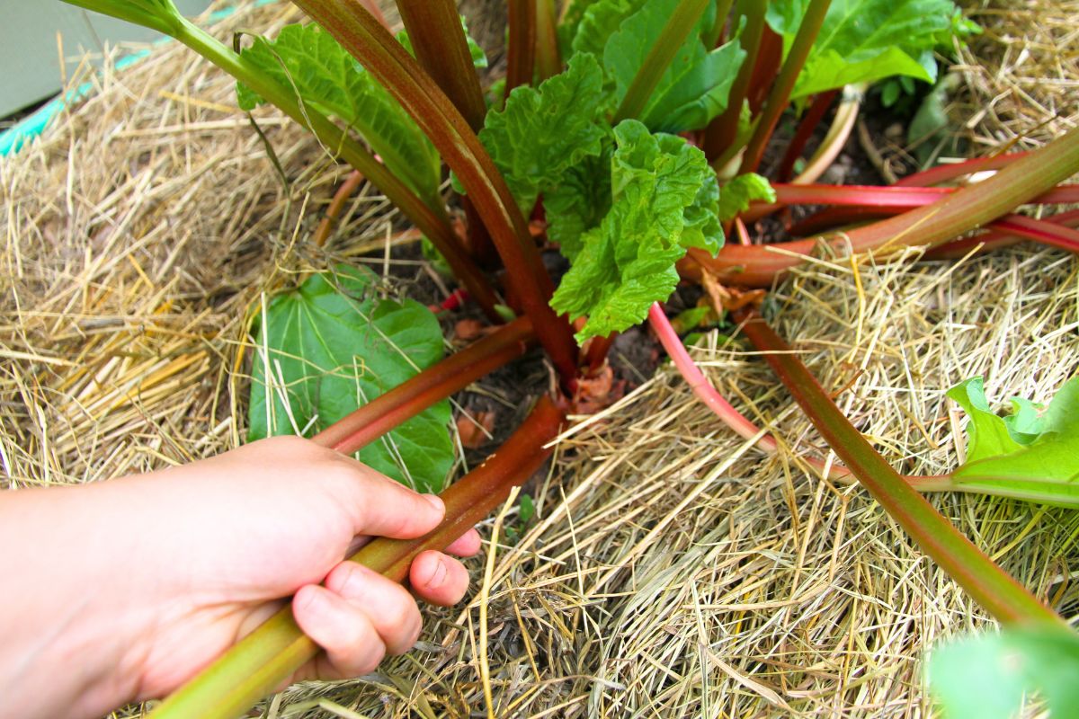 Harvesting rhubarb stalks from an early spring rhubarb variety.