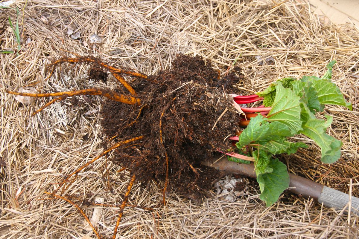A shovelful of rhubarb roots with tiny green tops, ready for transplanting in the garden.