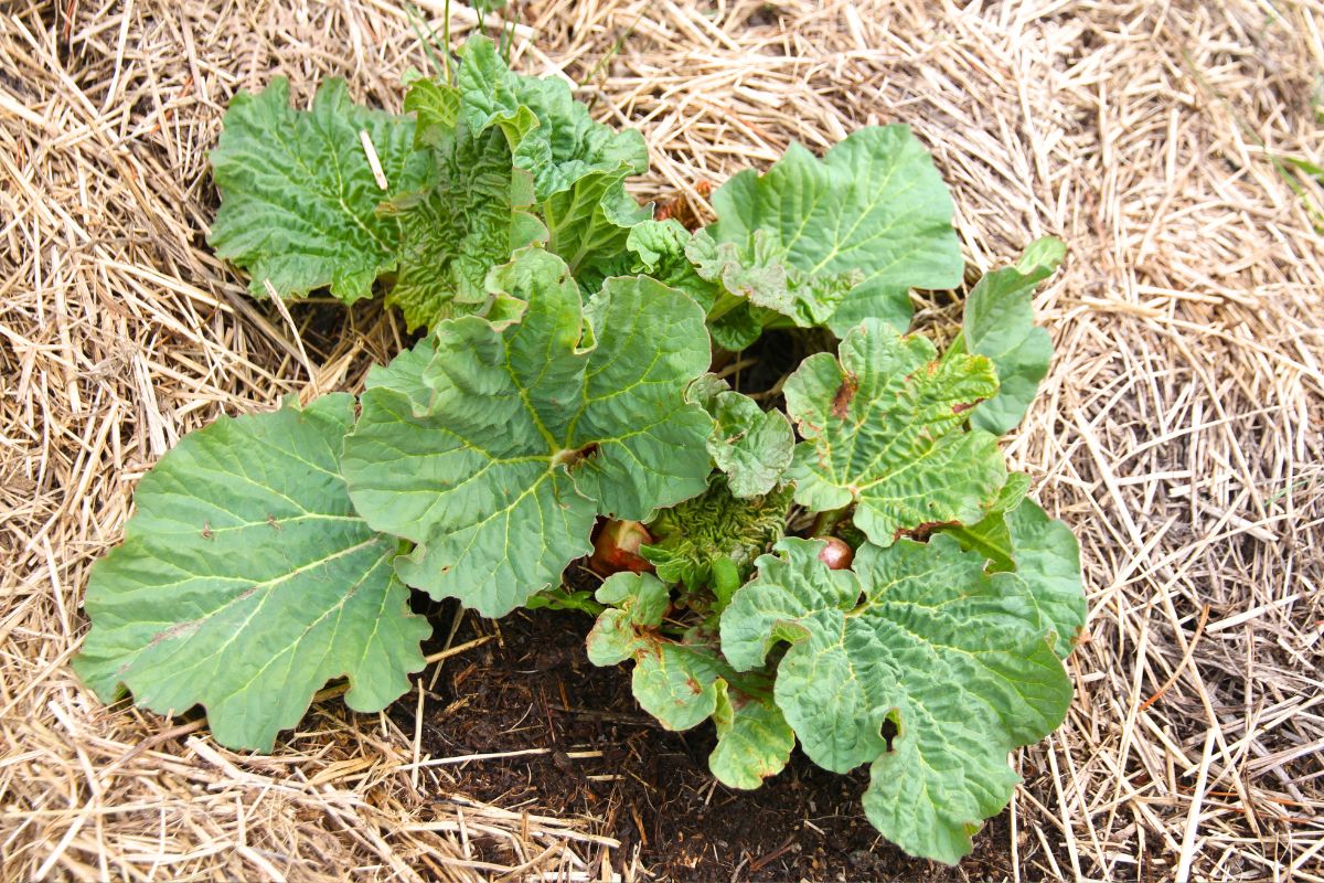 Tender young rhubarb plants putting out green leaves in early spring. 