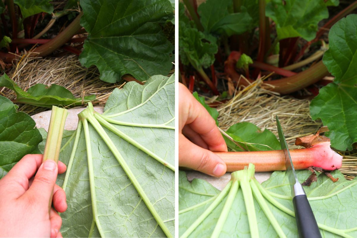 Cutting away rhubarb leaves and the base of a rhubarb stalk before bringing it indoors