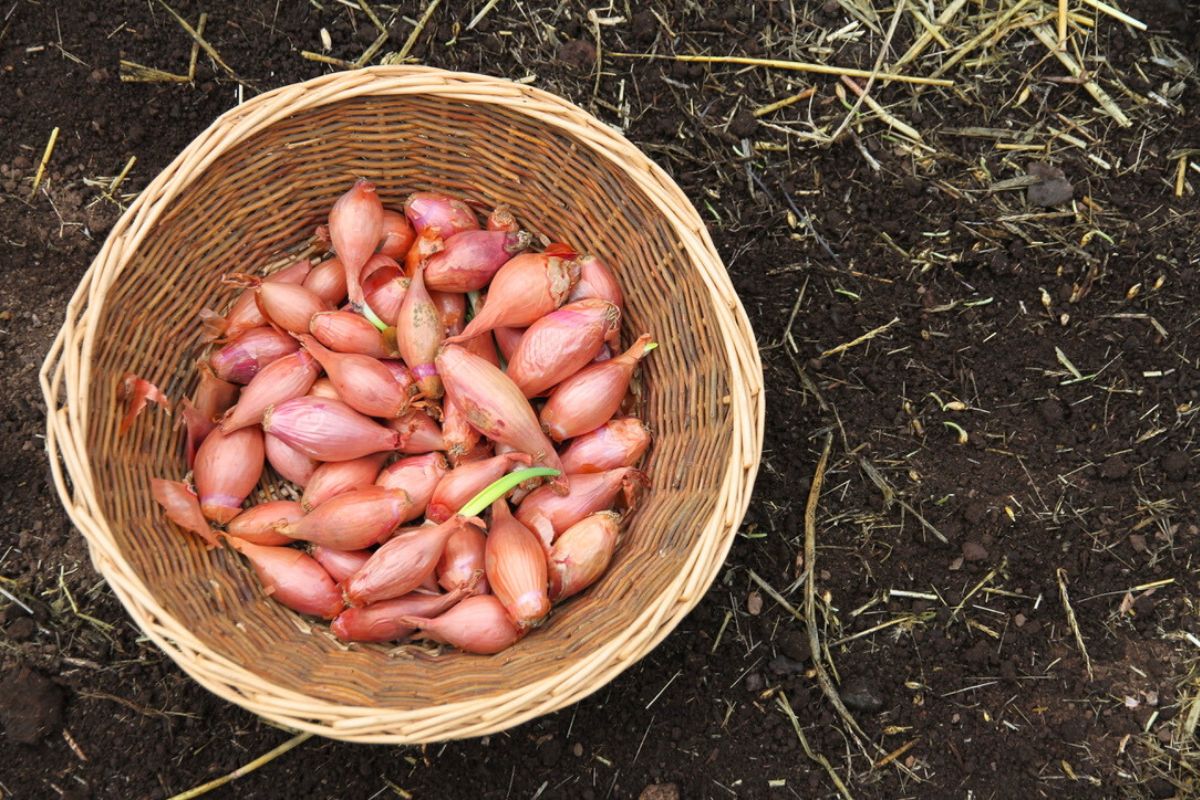 A wicker basket of pink shallots in the garden, ready for planting.