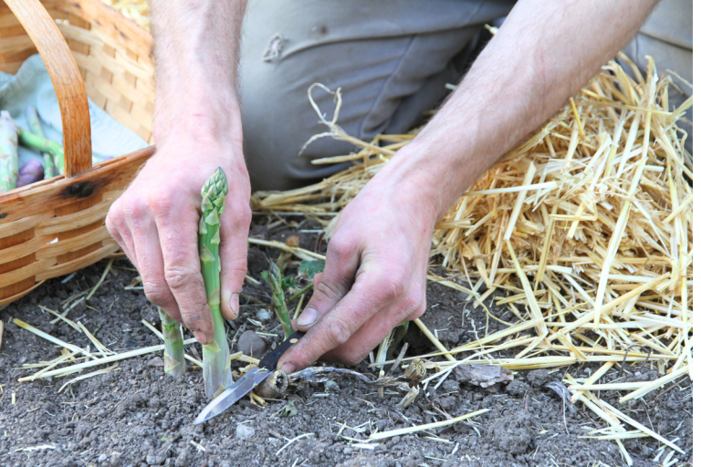 Cutting asparagus off at ground level with a sharp knife.