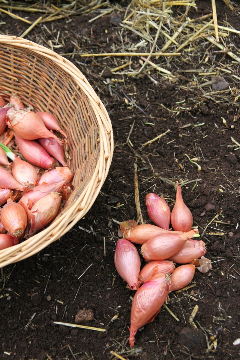 A small pile of pink shallots on a weeded garden bed, ready for planting.