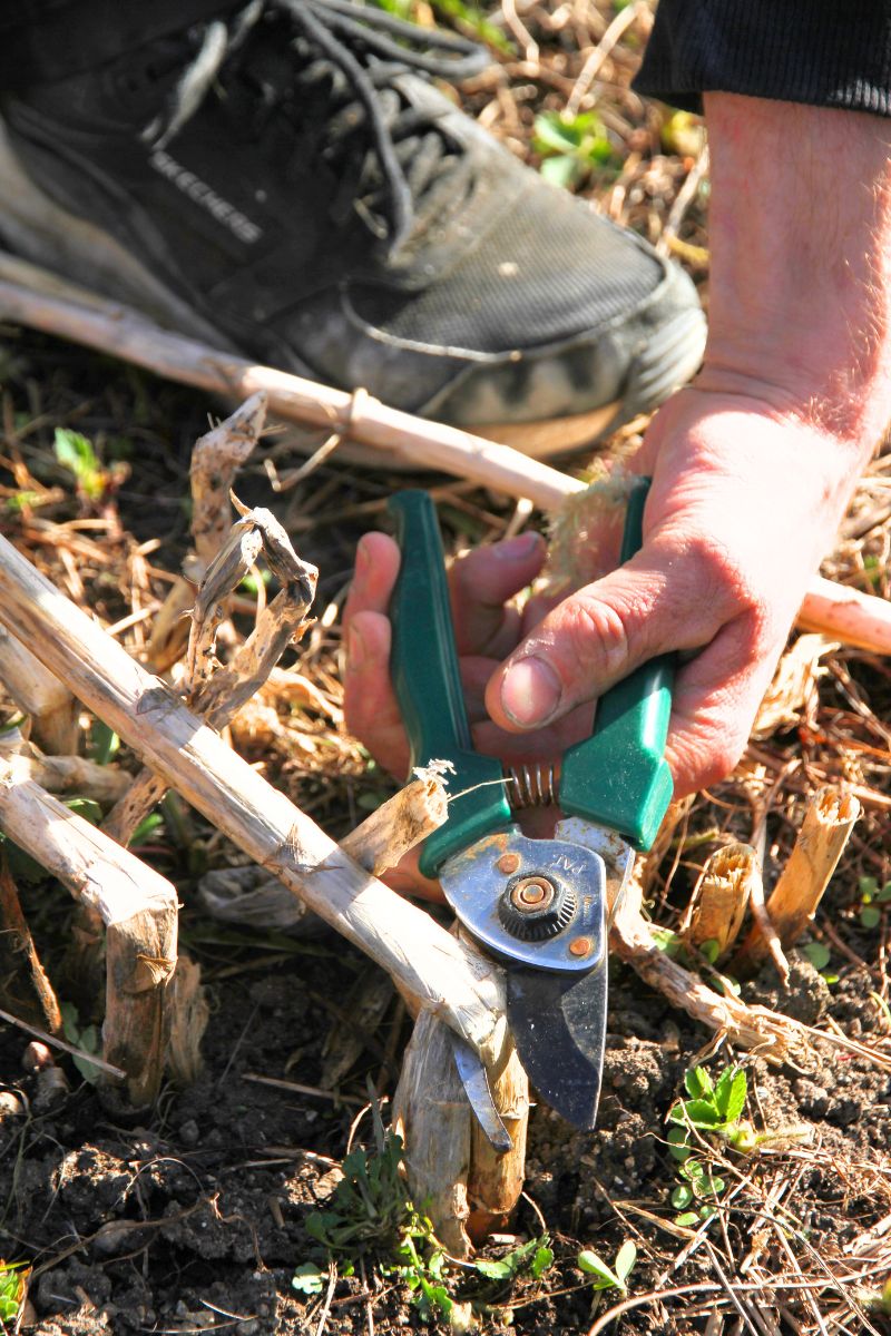 Cutting back dead asparagus ferns with pruning shears in early spring.
