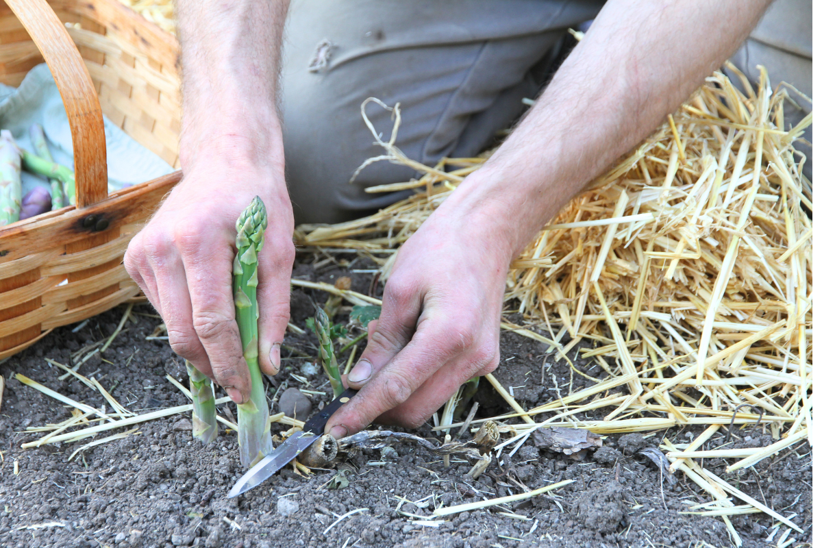 Cutting asparagus off at ground level with a sharp knife. 
