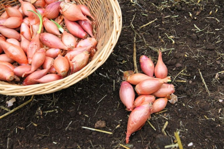 A basket of pink shallots sitting on dark, freshly turned garden soil