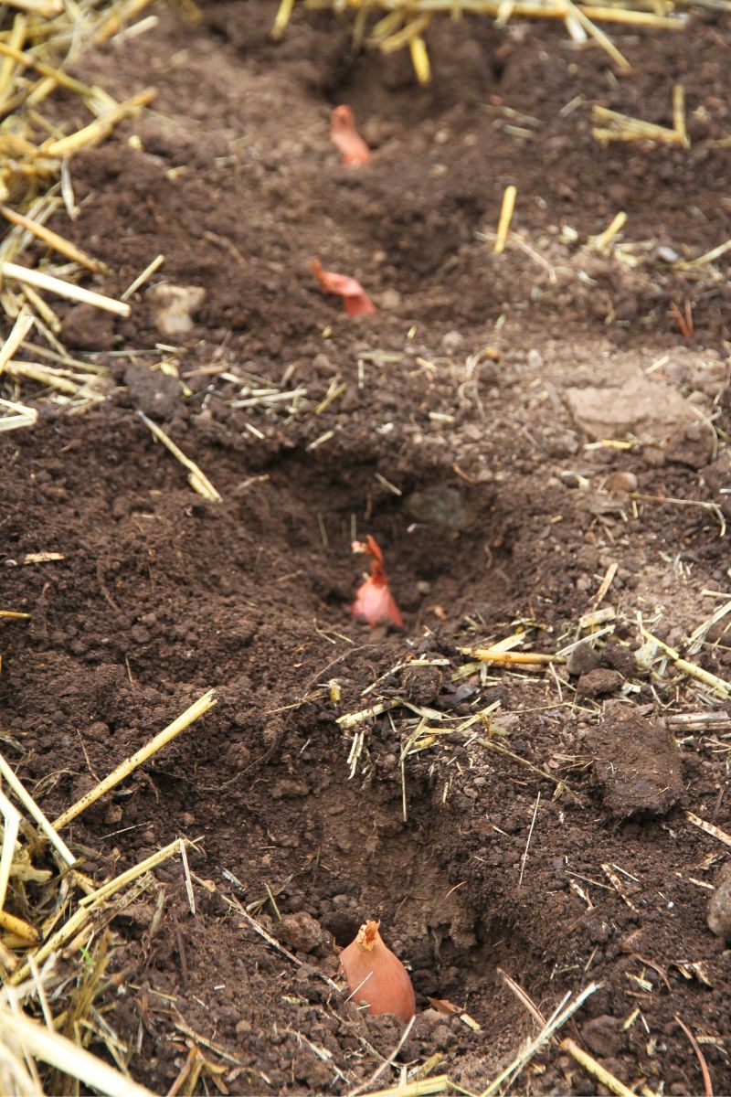 A row of spring planted shallots, uncovered in their holes.