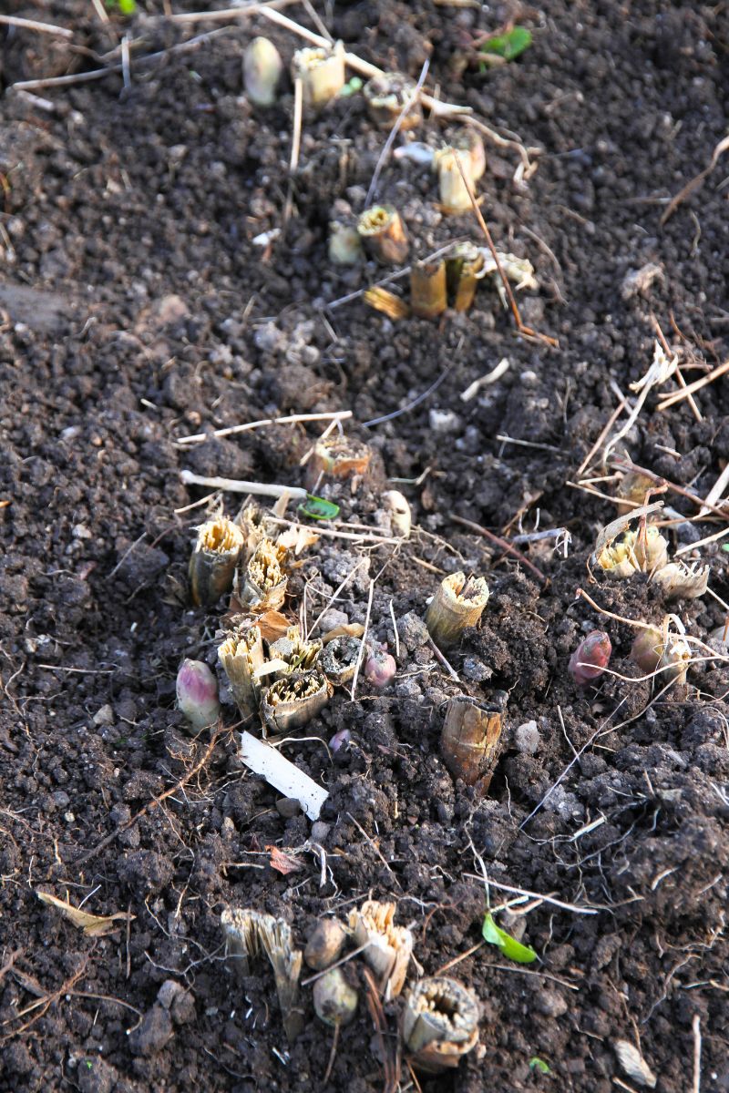 A freshly weeded asparagus bed in the spring, with the tips of new asparagus spears peeking through the soil.