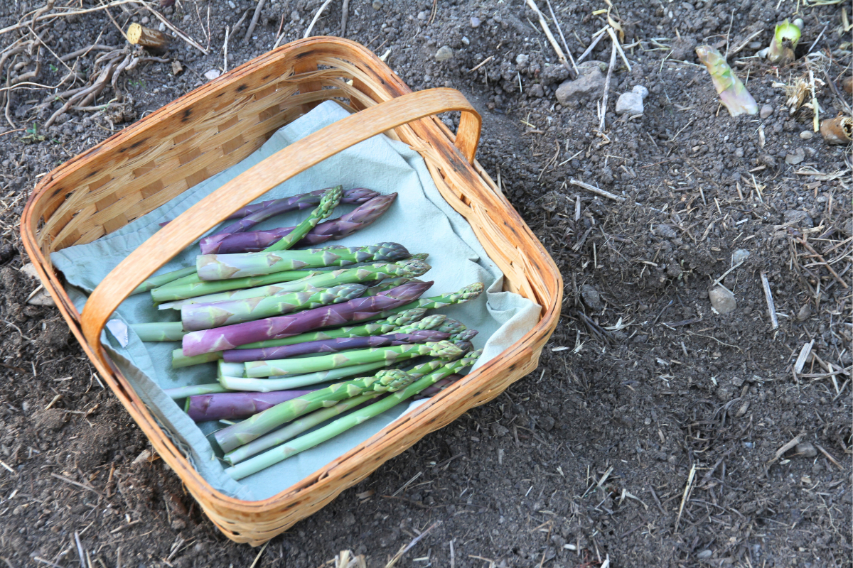 A basket of freshly harvested purple and green asparagus spears. 