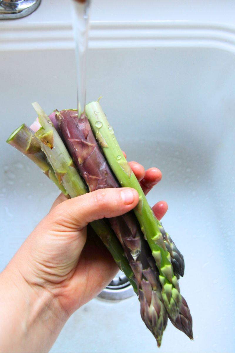 Rinsing the ends of freshly harvested green and purple asparagus with cold running water. 