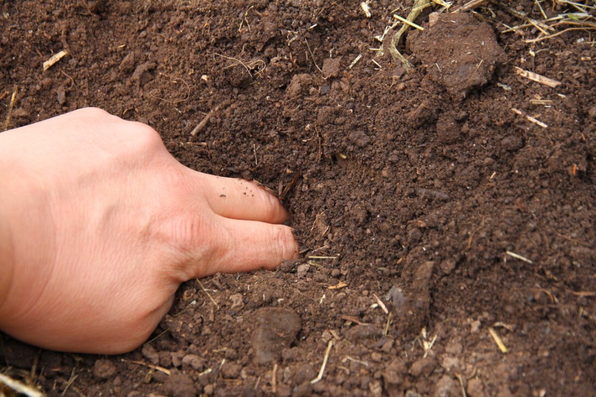 Making a hole in loose, moist garden soil with my fingers.
