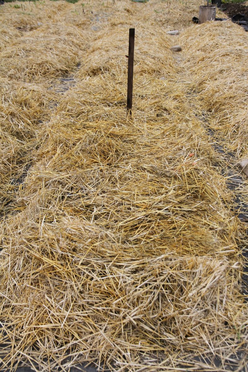 A wide bed of shallots, mulched with organic straw.