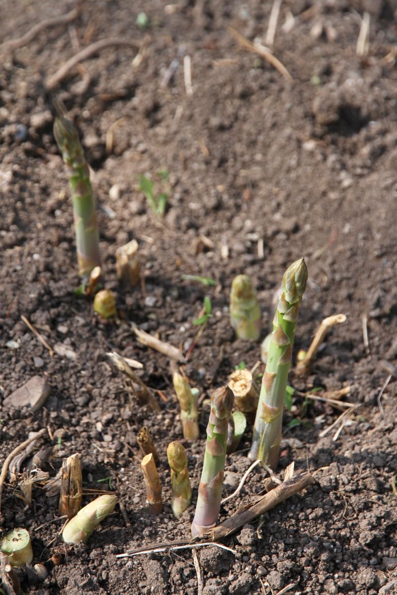 Thick green male spears poking through the soil in year 4, ready for harvest. 