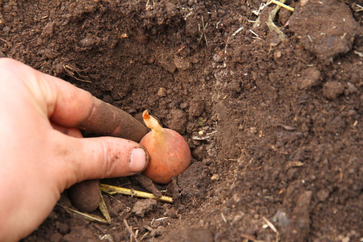 Placing a shallot in a hole made in the garden bed.
