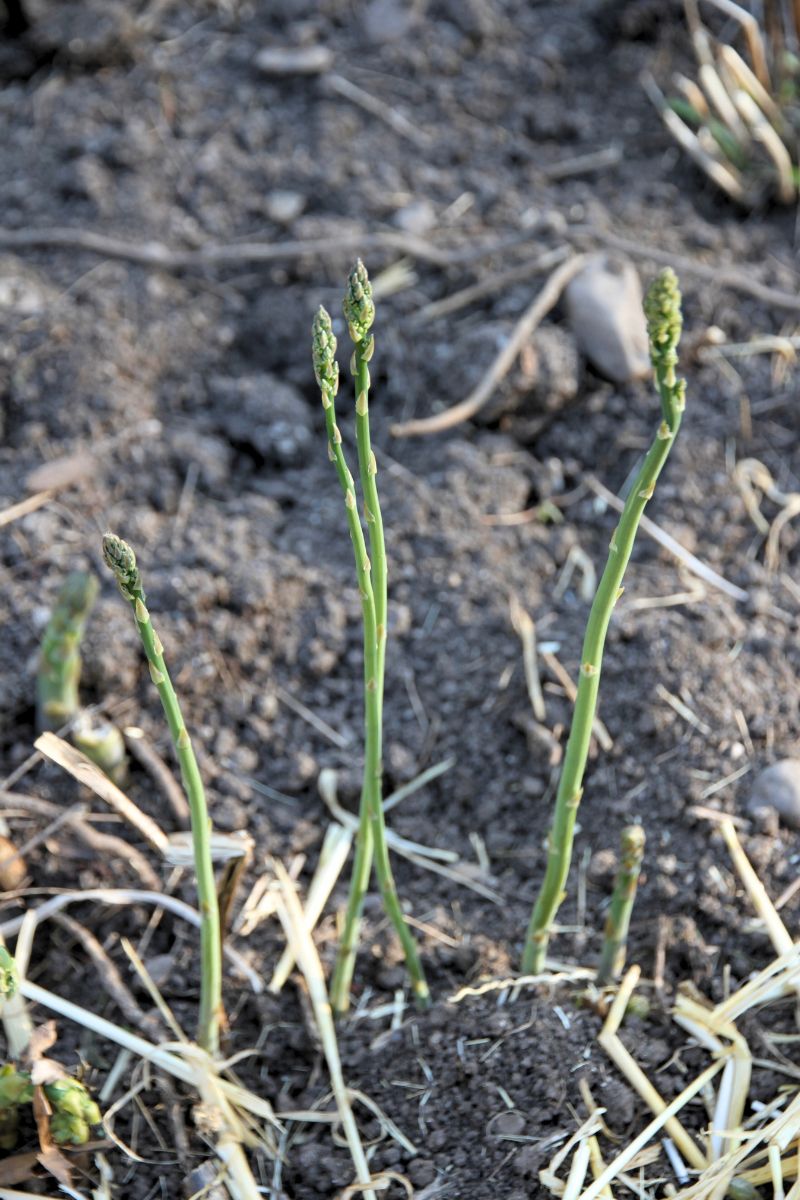 Wispy asparagus stalks in their first year of growth. 