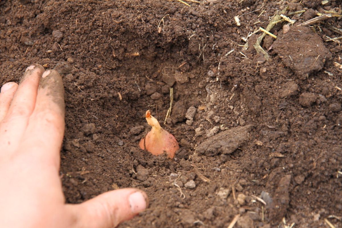 Filling in a planted shallot hole with my hands.