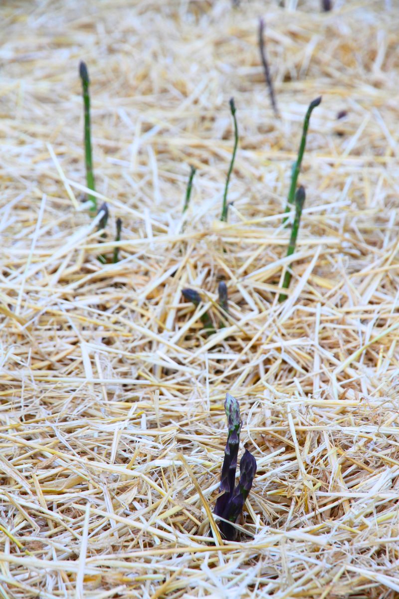 Green and purple asparagus spears pushing up through straw mulch