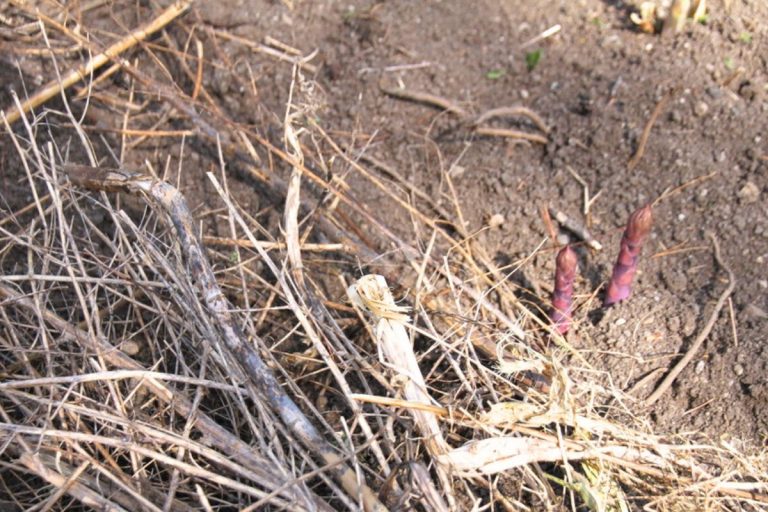 A pile of dead asparagus ferns beside new asparagus pushing through garden soil.