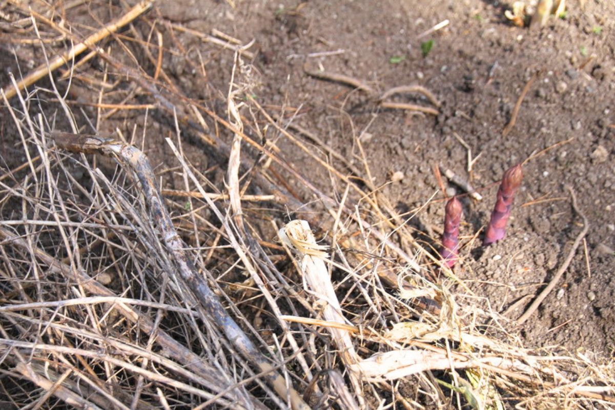 A pile of dead asparagus ferns beside new asparagus pushing through garden soil.