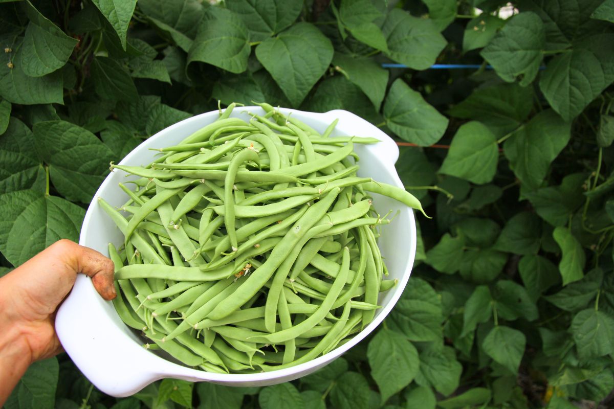 A white colander filled with newly harvested green pole beans for fresh eating.