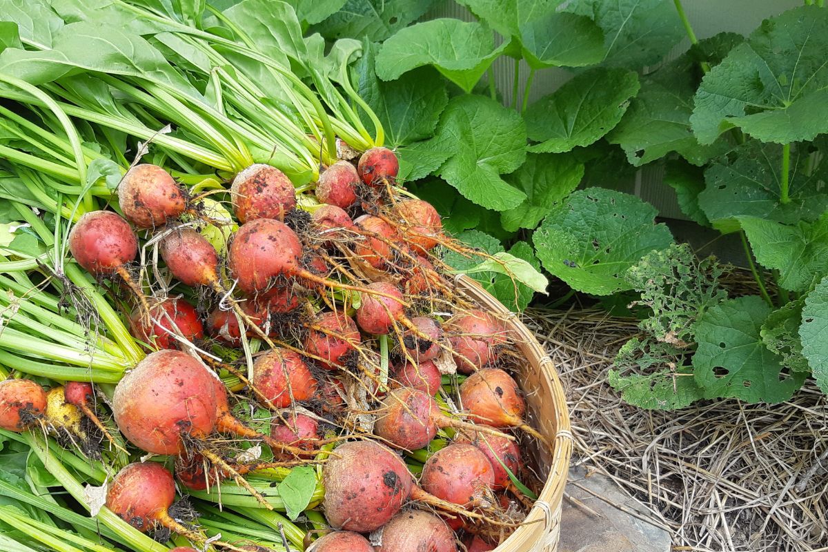 A basket of golf ball size yellow or golden beets in a garden basket.