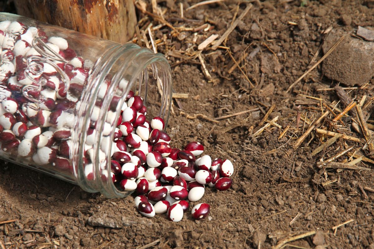 A jarful of dried shelling beans spilled out on the garden soil.